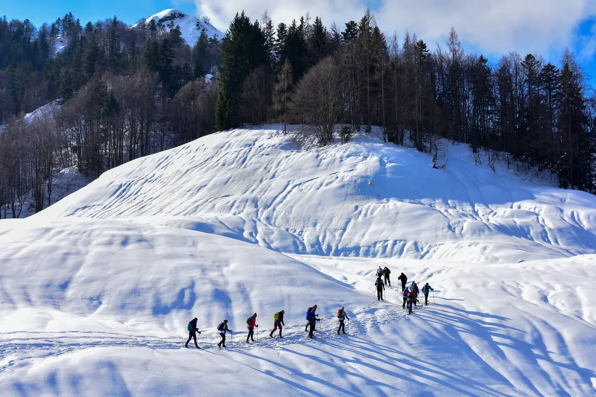 A line of snowshoers crossing an open snowfield below a forested ridge and distant peak
