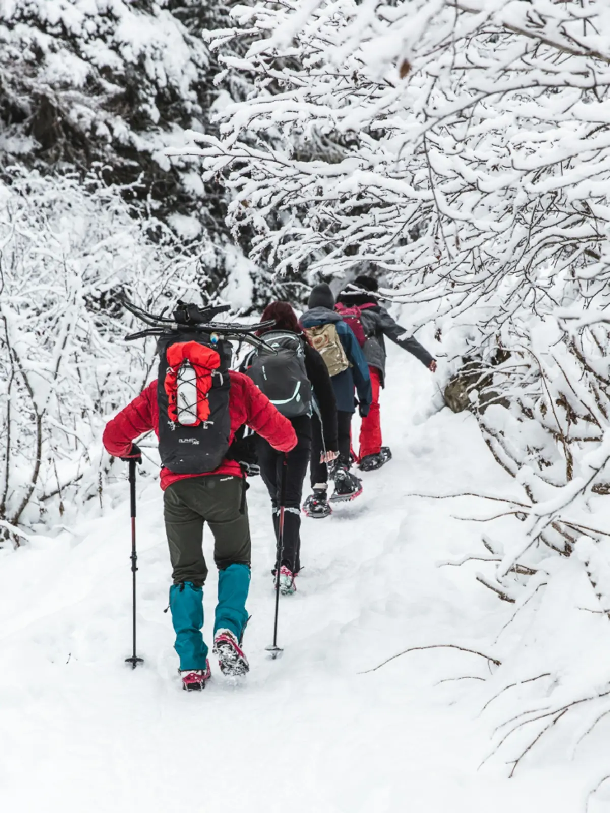 Snowshoers with backpacks and poles climbing a narrow trail beneath frost-covered branches